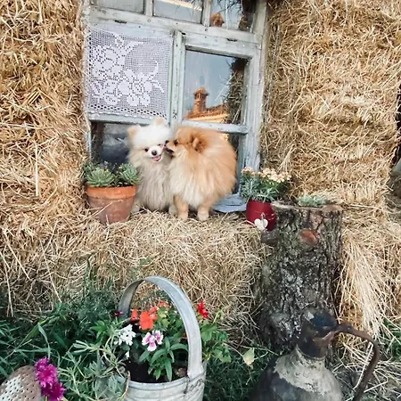 ゲストハウス Vitoria - Mrizi I Zanave