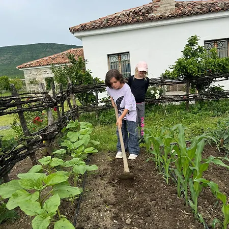 Vitoria - Mrizi I Zanave Fishte