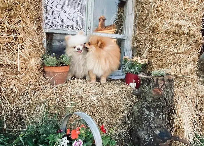 Gasthuis Vitoria - Mrizi I Zanave